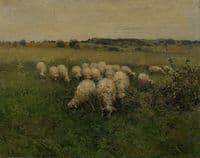 Sheep Grazing in an Open Field