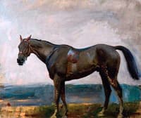 A Dark Bay Hunter
