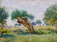 A Pollarded Willow