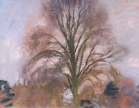 A Tree Study