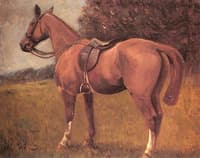 Riding Bareback