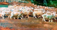 Sheep on Exmoor