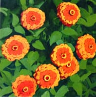 Zinnias