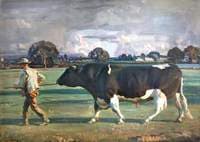 The Friesian Bull