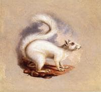 White Squirrel