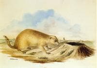 Prairie Dog