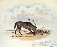 Dusky Wolf (Lupus Nubilus)