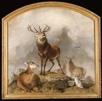 Deer in the Highlands