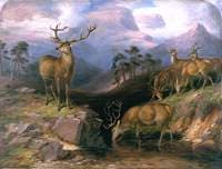 Deer