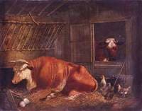 Hereford Cow