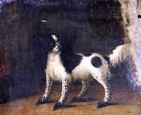 A Black and White King Charles Spaniel