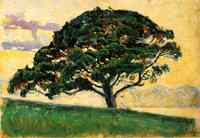 Pine in St. Tropez