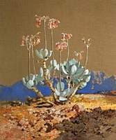 Cotyledon