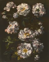 A study of striped white gallica roses