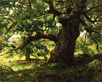 The Oak