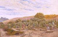 Hop Garden in Alexandra Park, East Sussex