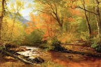 Brook in Woods