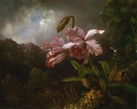 Orchids in a Jungle