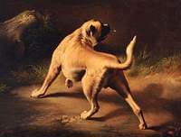 A Dog on Alert