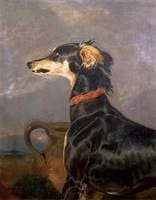 A Saluki Dog