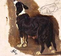 Collie Bitch