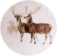 Deer in a Landscape