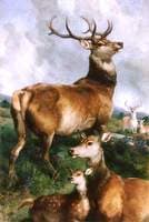 Deer of Chillingham Park, Northumberland