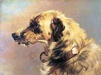 Head of a Deer Hound
