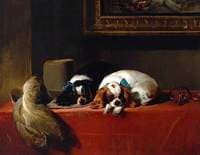 King Charles Spaniels