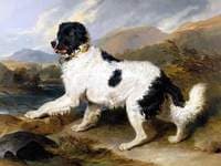 'Lion', a Newfoundland Dog