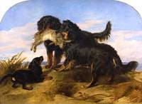 Retrievers with a Hare