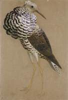 Study of a Ruff