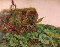 Study of Wayside Plants