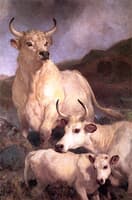 Wild Cattle of Chillingham, Northumberland