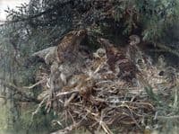 Hawk's Nest