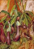 A Bornean Crinum