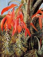 A Brazilian Epiphyte or Air Plant