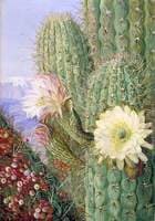 A Chilean Cactus in Flower and Its Leafless Parasite in Fruit