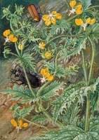 A Chilean Stinging Nettle and Male and Female Beetles