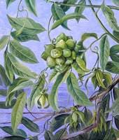 A Climber in Flower and Fruit, Sarawak, Borneo