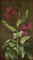 A Garden Variety of Indian Shot