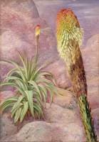 A Giant Kniphofia near Grahamstown