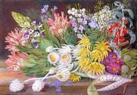 A Medley of Flowers from Table Mountain, Cape of Good Hope