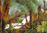 A Natural Fernery in Victoria
