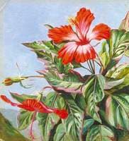 A New Caledonian Plant, Hibiscus cooperi
