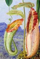 A New Pitcher Plant from the Limestone Mountains of Sarawak, Borneo
