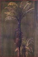 A New Zealand Tree Fern