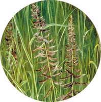 A Sacred Grass