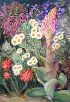 A Selection of Flowers from Table Mountain, Cape of Good Hope