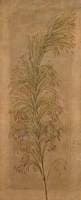 A South African Sedge